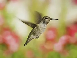 Calypte: Anna's hummingbird