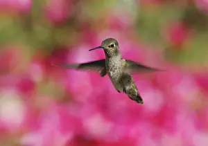 Calypte: Anna's hummingbird