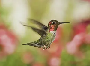 Calypte: Anna's hummingbird