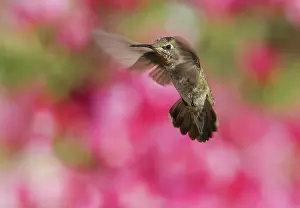 Calypte: Anna's hummingbird