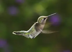 Calypte: Anna's hummingbird