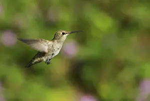 Calypte: Anna's hummingbird