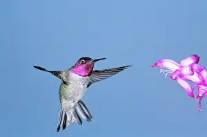 Calypte: Anna's Hummingbird