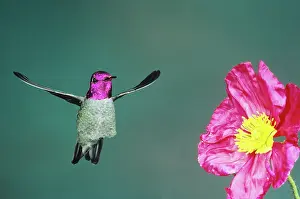 Calypte: Anna's Hummingbird