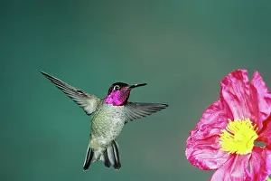 Calypte: Anna's Hummingbird