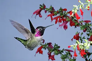 Calypte: Anna's Hummingbird