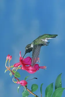 Fuchsia: Anna's Hummingbird