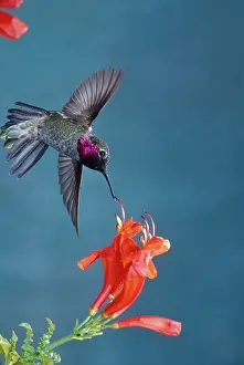 Calypte: Anna's Hummingbird