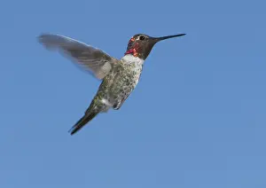 Calypte: Anna's hummingbird