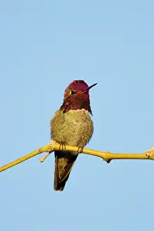 Annas: Anna's Hummingbird. Adult Male
