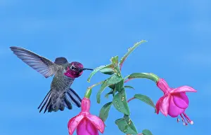 Calypte: Anna's Hummingbird (Calypte anna)