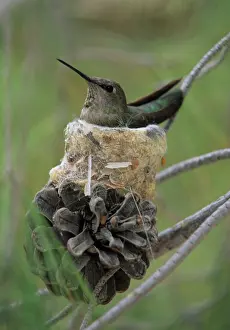 Calypte: Annas Hummingbird (Calypte anna) - Arizona - Female on nest