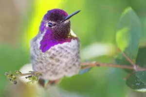 Calypte: Annas Hummingbird (Calypte anna) male perched o