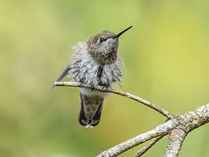 Waiting: An Anna's Hummingbird (Calypte anna) perched on a branch and stretching its wing