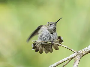 Waiting: An Anna's Hummingbird (Calypte anna) perched on a branch and stretching its wing