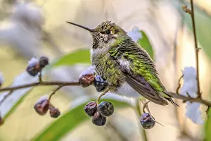 Berry: An Anna's Hummingbird (Calypte anna) perched on a cotoneaster branch with dried berries