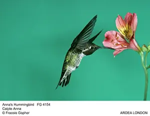 Annas: Anna's Hummingbird - feeding