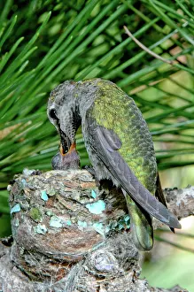Calypte: Anna's Hummingbird Feeding young