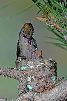 Father: Anna's Hummingbird feeding young