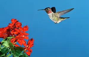 Annas: ANNA'S HUMMINGBIRD - in flight
