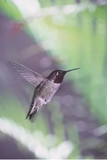 Annas: ANNA'S HUMMINGBIRD - in flight