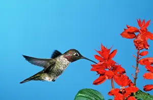 Annas: ANNA'S HUMMINGBIRD - in flight, hovering at flower