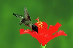 Nectaring: Anna's hummingbird at flower