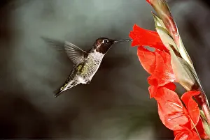 Hovering: ANNA'S HUMMINGBIRD - at flower in flight