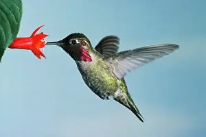 Annas: ANNA'S HUMMINGBIRD - hovering at flower
