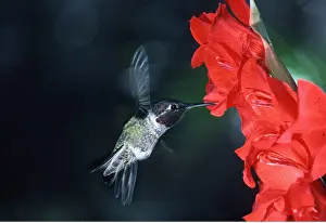 Hovering: ANNA'S HUMMINGBIRD - hovering at flower