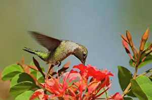 Annas: Anna's Hummingbird - immature male in September