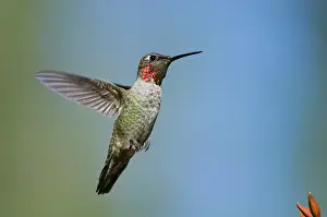 Annas: Anna's Hummingbird - immature male, September
