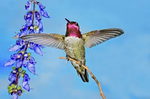 Calypte: Anna's Hummingbird Male
