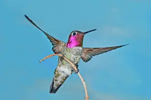 Calypte: Anna's Hummingbird Male