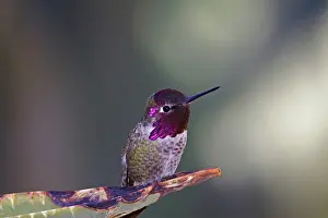 Calypte: Anna's Hummingbird male