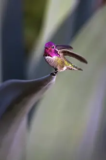 Calypte: Anna's Hummingbird male