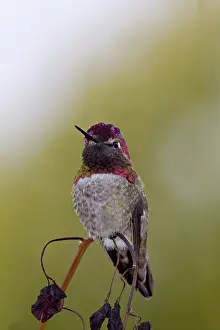 Calypte: Anna's Hummingbird male