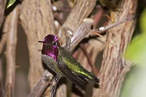 Calypte: Anna's Hummingbird male