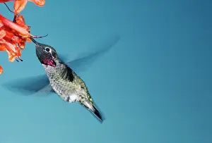 Blurred: Anna's Hummingbird - Male, feeding