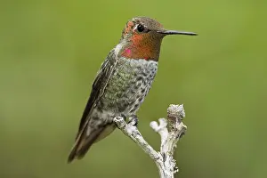 Annas: Anna's Hummingbird - male at Miller Canyon