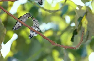 Calypte: Anna's Hummingbird mother feeding chick