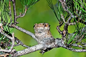 Calypte: Anna's Hummingbird Nest