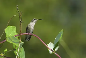 Calypte: Anna's hummingbird resting