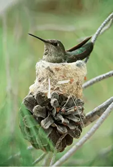 Annas: ANNA'S HUMMINGBIRD - sitting on nest on top of cone