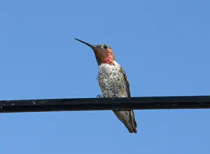 Calypte: Anna's hummingbird on wire