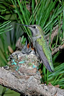 Calypte: Anna's Hummingbird with Young