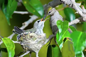 Calypte: Anna's Hummingbirds at nest