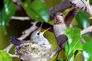 Calypte: Anna's Hummingbirds at nest