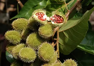 Lipstick: Annatto / Achiote / Lipstick tree - medicinal, not edible