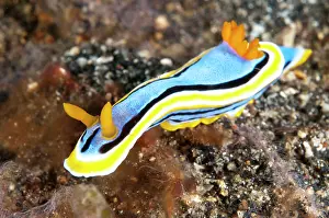 Anne: Anne's Chromodoris Nudibranch